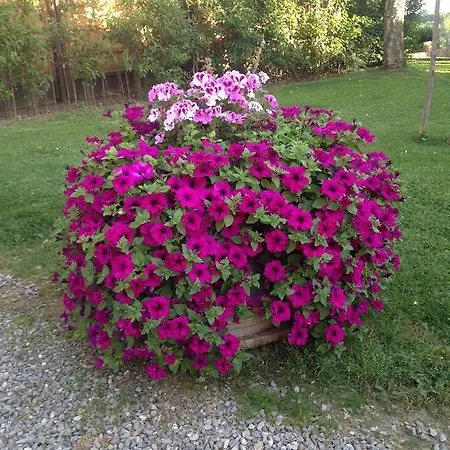 Agriturismo Fattoria Armena Farm stay Buonconvento